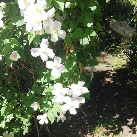 Le Presbytere, Cotentin, Val De Saire, Fermanville, Proximite Immediate Et Foret * Fermanville